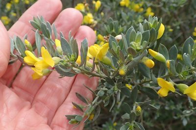 Xiphotheca canescens, photographed by Peter Warren
