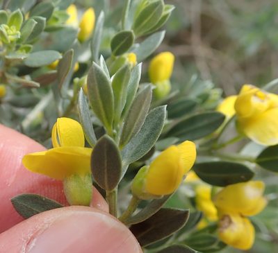 Xiphotheca canescens, photographed by Peter Warren