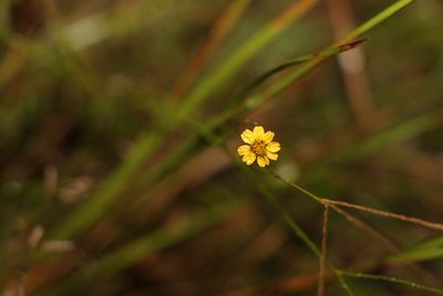 Glossocardia bidens, photographed by Greg Tasney