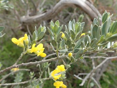 Xiphotheca canescens, photographed by Peter Warren