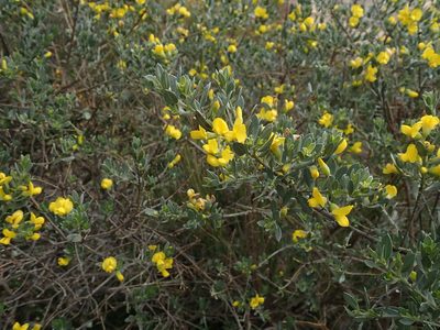 Xiphotheca canescens, photographed by Peter Warren