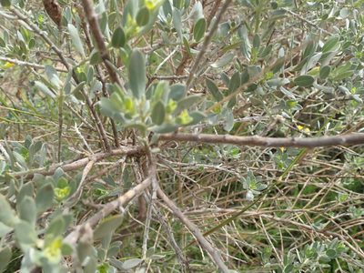 Xiphotheca canescens, photographed by Peter Warren