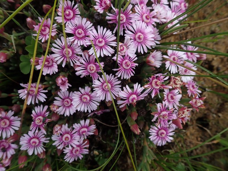 Phiambolia unca, photographed by Peter Warren