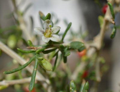 Lycium chilense, photographed by E Santos Ortega