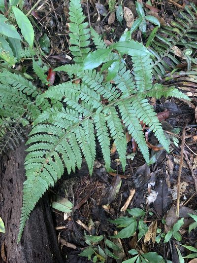 Microlepia trichocarpa, photographed by 呂一起(Lyu yi-chi)