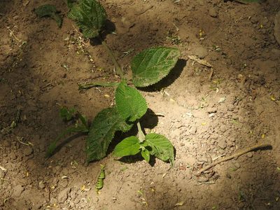 Lippia alba, photographed by Eduardo Luis Beltrocco