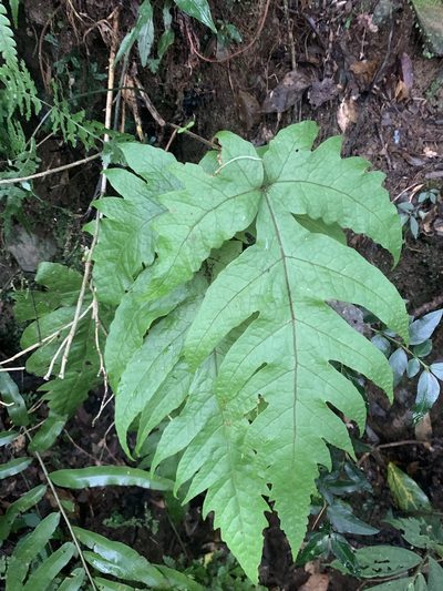 Tectaria griffithii, photographed by 呂一起(Lyu yi-chi)