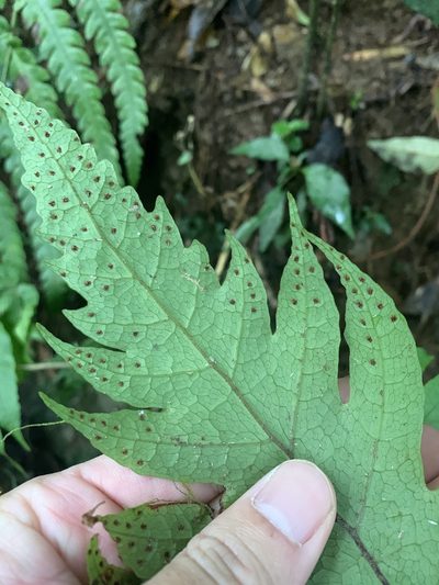 Tectaria griffithii, photographed by 呂一起(Lyu yi-chi)
