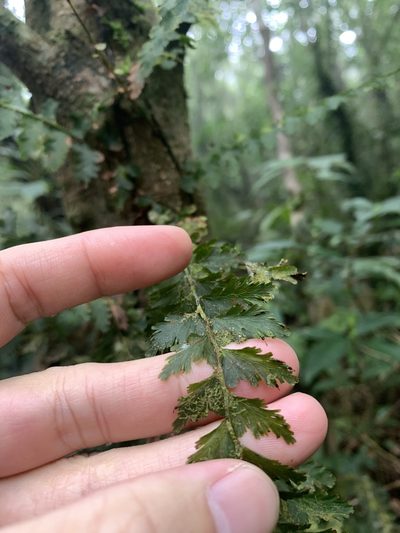 Vandenboschia auriculata, photographed by 呂一起(Lyu yi-chi)