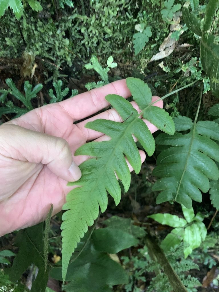 Stegnogramma dictyoclinoides, photographed by 呂一起(Lyu yi-chi)
