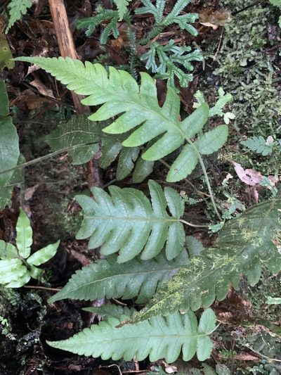 Stegnogramma dictyoclinoides, photographed by 呂一起(Lyu yi-chi)