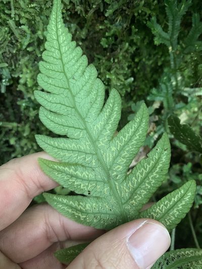 Stegnogramma dictyoclinoides, photographed by 呂一起(Lyu yi-chi)