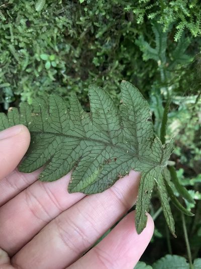 Stegnogramma dictyoclinoides, photographed by 呂一起(Lyu yi-chi)