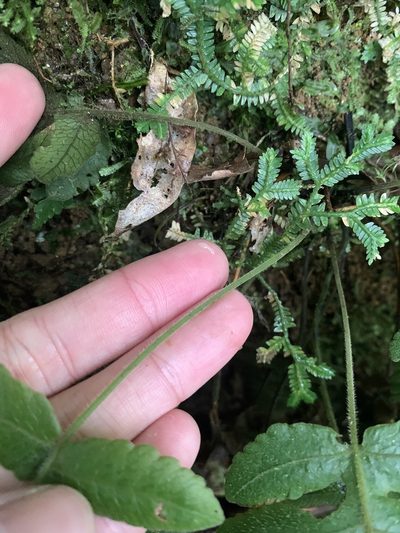 Stegnogramma dictyoclinoides, photographed by 呂一起(Lyu yi-chi)