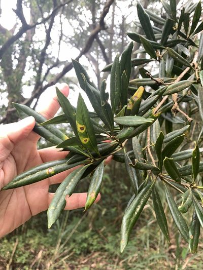 Lithocarpus dodonaeifolius, photographed by 呂一起(Lyu yi-chi)
