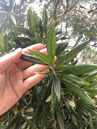 Lithocarpus dodonaeifolius, photographed by 呂一起(Lyu yi-chi)