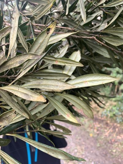 Lithocarpus dodonaeifolius, photographed by 呂一起(Lyu yi-chi)