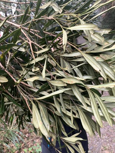 Lithocarpus dodonaeifolius, photographed by 呂一起(Lyu yi-chi)