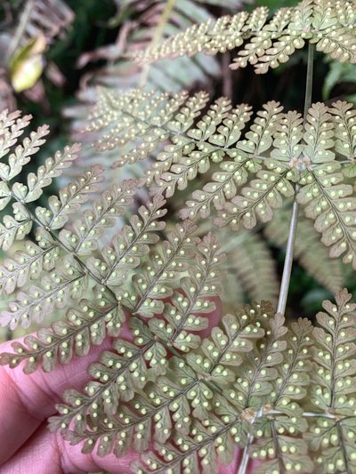 Dryopteris paleolata, photographed by 呂一起(Lyu yi-chi)