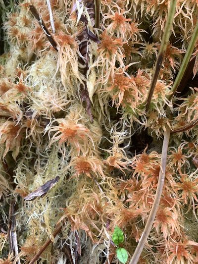 Sphagnum junghuhnianum, photographed by 呂一起(Lyu yi-chi)