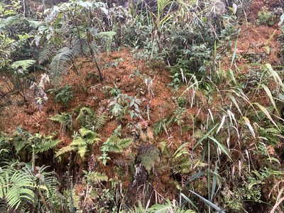 Sphagnum junghuhnianum, photographed by 呂一起(Lyu yi-chi)