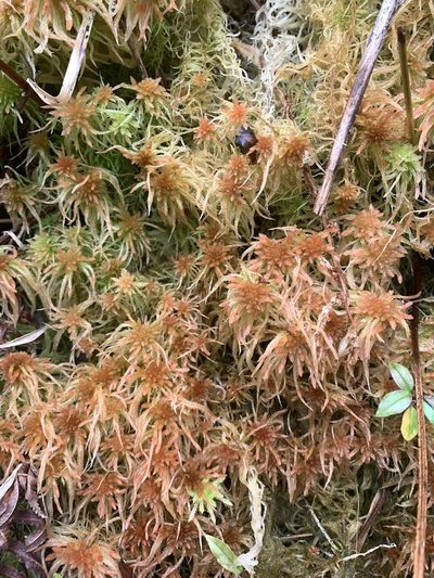 Sphagnum junghuhnianum, photographed by 呂一起(Lyu yi-chi)