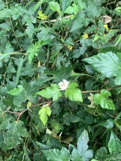 Rubus taitoensis, photographed by 呂一起(Lyu yi-chi)