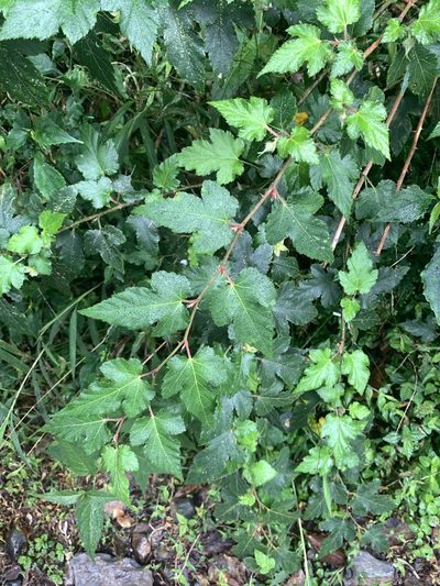 Rubus taitoensis, photographed by 呂一起(Lyu yi-chi)