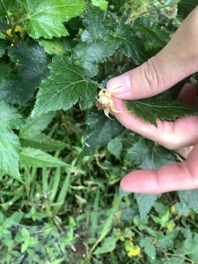 Rubus taitoensis, photographed by 呂一起(Lyu yi-chi)
