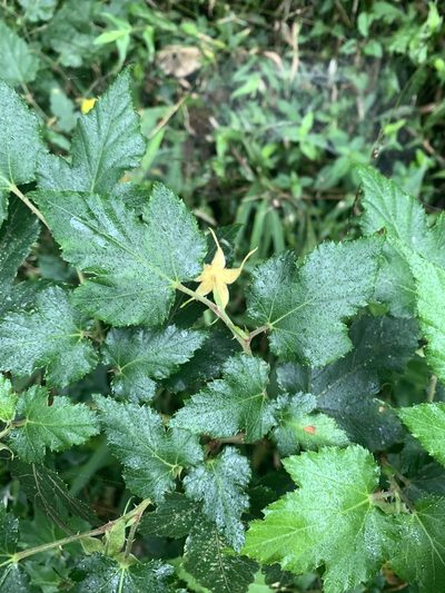 Rubus taitoensis, photographed by 呂一起(Lyu yi-chi)