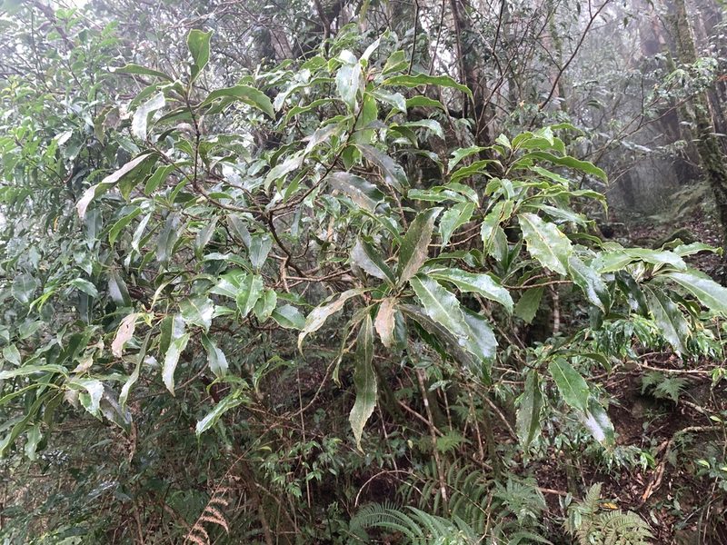 Helicia rengetiensis, photographed by 呂一起(Lyu yi-chi)