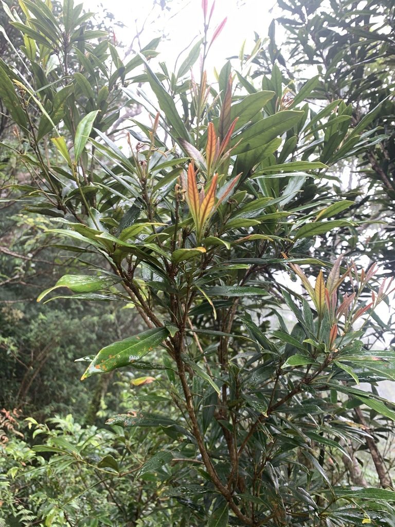 Lithocarpus dodonaeifolius, photographed by 呂一起(Lyu yi-chi)