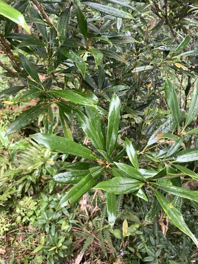 Lithocarpus dodonaeifolius, photographed by 呂一起(Lyu yi-chi)