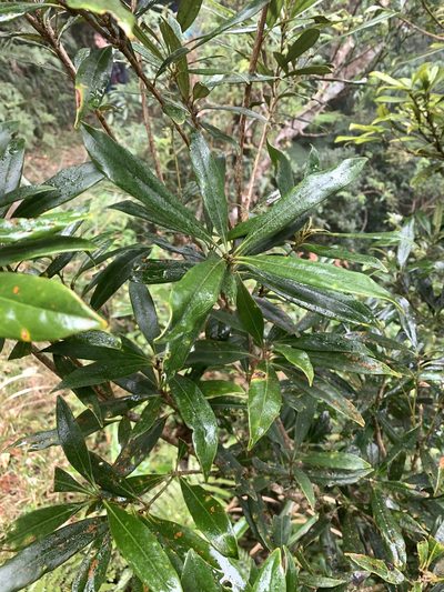 Lithocarpus dodonaeifolius, photographed by 呂一起(Lyu yi-chi)