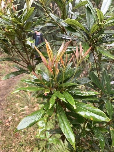 Lithocarpus dodonaeifolius, photographed by 呂一起(Lyu yi-chi)