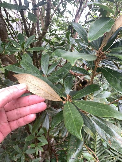 Quercus championii, photographed by 呂一起(Lyu yi-chi)