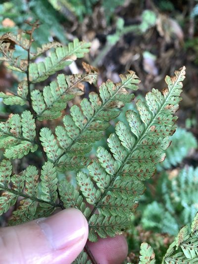 Dryopteris hendersonii, photographed by 呂一起(Lyu yi-chi)