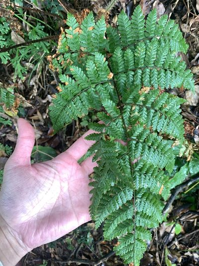 Dryopteris hendersonii, photographed by 呂一起(Lyu yi-chi)