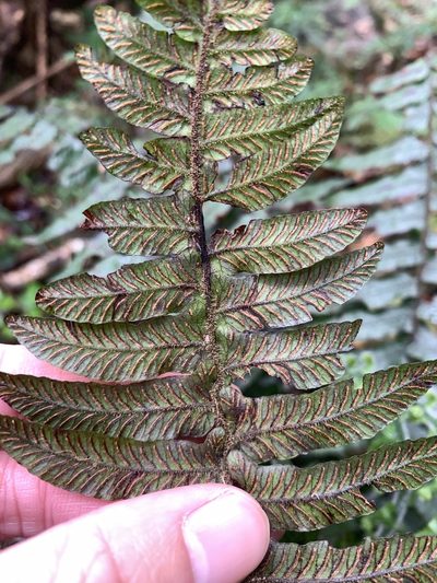 Diplazium pullingeri, photographed by 呂一起(Lyu yi-chi)