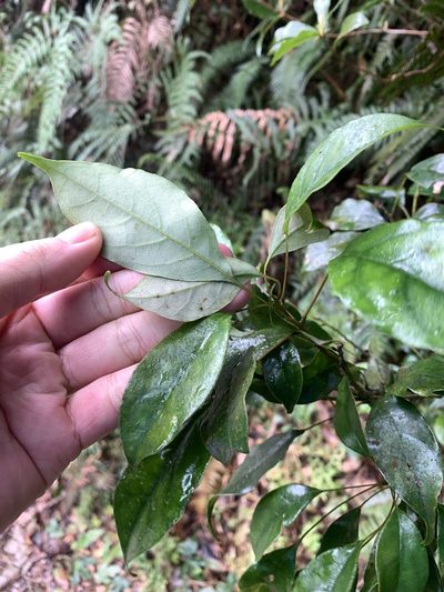 Meliosma squamulata, photographed by 呂一起(Lyu yi-chi)
