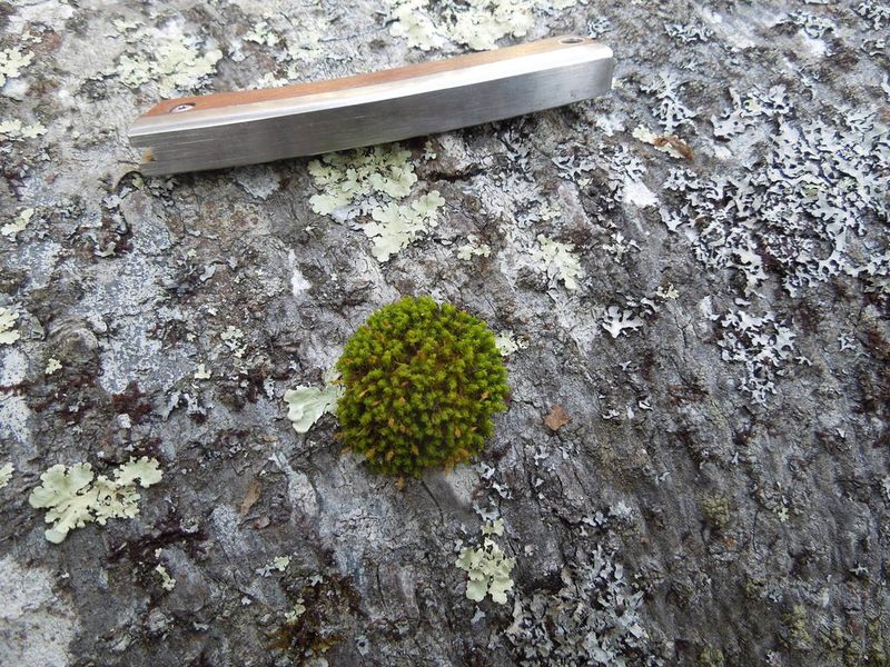 Ulota intermedia, photographed by Michael