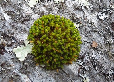 Ulota intermedia, photographed by Michael