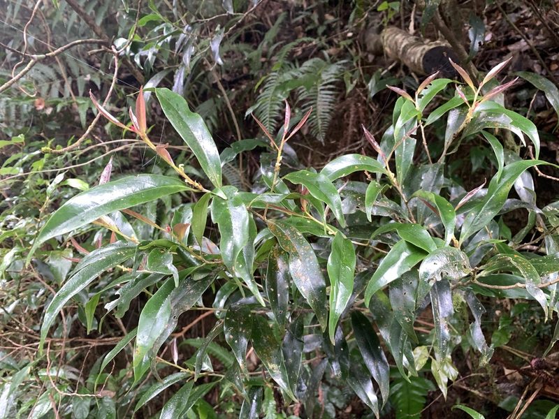 Symplocos glomerata, photographed by 呂一起(Lyu yi-chi)