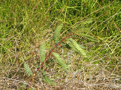 Sesbania punicea, photographed by Tim Kirsten