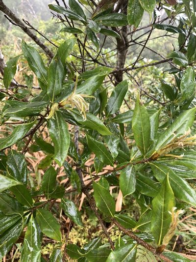 Quercus sessilifolia, photographed by 呂一起(Lyu yi-chi)