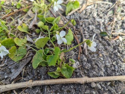 Viola alba, photographed by Michiel de Groot