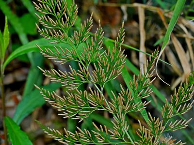 Onychium japonicum, photographed by Jacy Chen