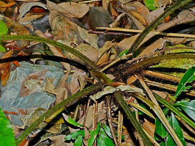 Diplazium megaphyllum, photographed by Jacy Chen