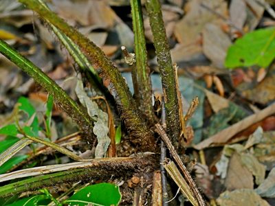 Diplazium megaphyllum, photographed by Jacy Chen
