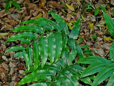Diplazium megaphyllum, photographed by Jacy Chen